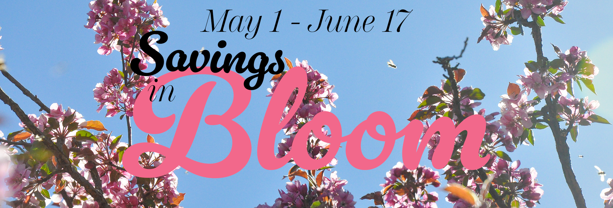 savings in bloom